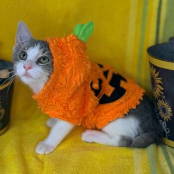 Amethyst -  Domestic Short Hair Cat for Adoption in Mount Vernon, Illinois - Amethyst | PetCurious