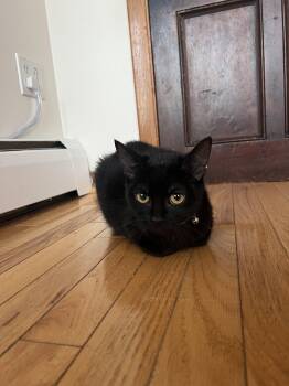 Rescue Domestic Short Hair Cats for Adoption in Albany, New York - Licorice | PetCurious