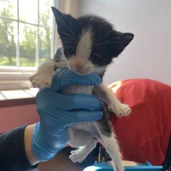 Skunk -  Domestic Short Hair Cat for Adoption in South Elgin, Illinois - Skunk | PetCurious