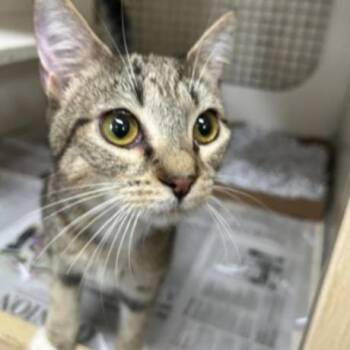 Domestic Short Hair Cats Available for Adoption - Katy Purry | PetCurious