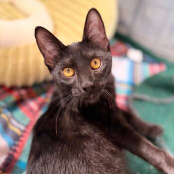 Murray -  Domestic Short Hair Cat for Adoption in Green Bay, Wisconsin - Murray | PetCurious