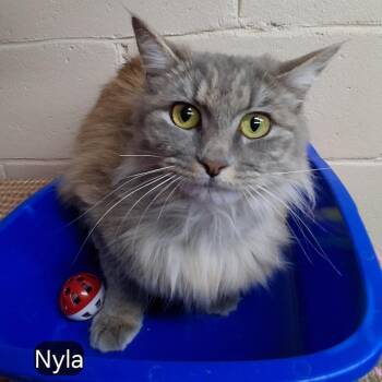 Domestic Long Hair Cats Available for Adoption - Nyla | PetCurious
