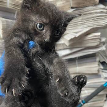 Domestic Short Hair Cats Available for Adoption in Philadelphia, Pennsylvania - Hash Brown | PetCurious