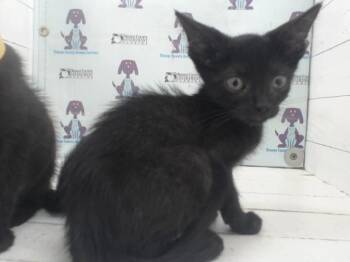 APOLLO -  Domestic Short Hair Cat for Adoption in Orlando, Florida - APOLLO | PetCurious