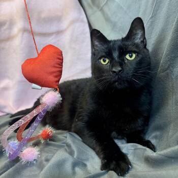 Domestic Short Hair Cats Available for Adoption - Groucho | PetCurious