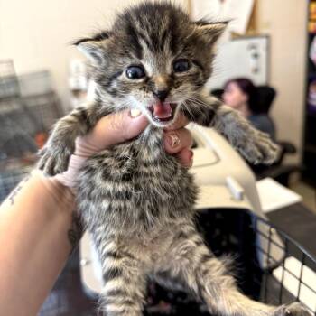 Chalupa -  Domestic Short Hair Cat for Adoption in Gloucester, Virginia - Chalupa | PetCurious