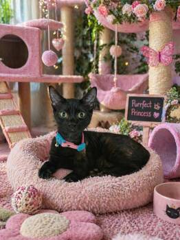 Domestic Medium Hair Cats Available for Adoption in Dallas, Texas - Chochotte 0393 | PetCurious