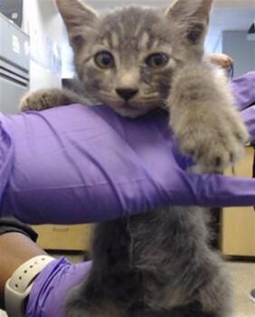 INDIGO -  Domestic Short Hair Cat for Adoption in Doral, Florida - INDIGO | PetCurious