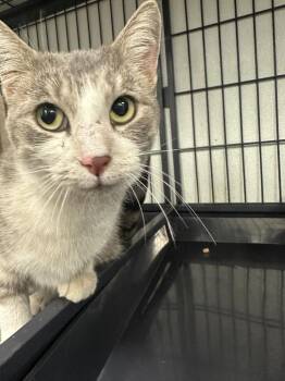 Pippa -  Domestic Short Hair Cat for Adoption in Rock Springs, Wyoming - Pippa | PetCurious