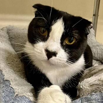 Maggie May -  Scottish Fold Cat for Adoption in Larkfield-wikiup, California - Maggie May | PetCurious