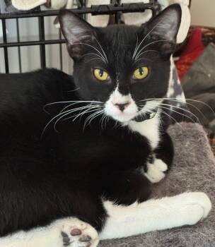 Snickers -  Domestic Short Hair Cat for Adoption in Minneapolis, Minnesota - Snickers | PetCurious