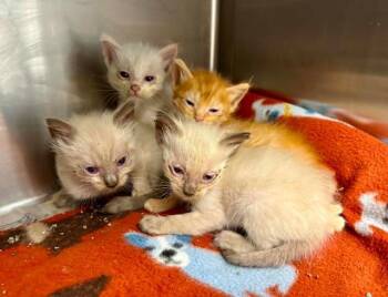Enoki -  Siamese and Ragdoll Cat for Adoption in New Braunfels, Texas - Enoki | PetCurious