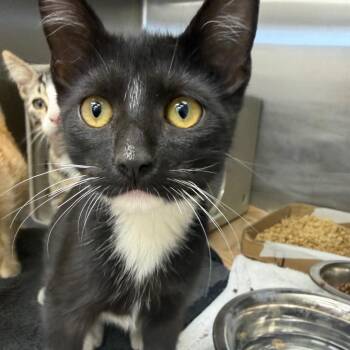 Tackle  26-09-117 -  Domestic Short Hair Cat for Adoption in Bastrop, Texas - Tackle  26-09-117 | PetCurious