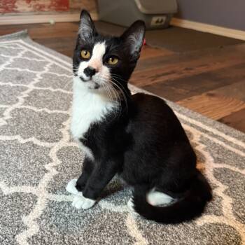 Rescue Domestic Short Hair Cats for Adoption in Wichita, Kansas - Sylvester | PetCurious