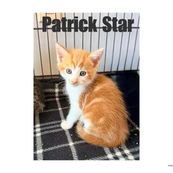 Patrick Star -  Domestic Short Hair and American Shorthair Cat for Adoption in Ashland, Kentucky - Patrick Star | PetCurious