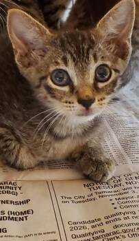 FIREWORK -  Domestic Short Hair Cat for Adoption in Fort Lauderdale, Florida - FIREWORK | PetCurious