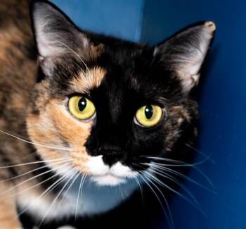 SKY -  Domestic Medium Hair Cat Available for Adoption in Boston, Massachusetts - SKY | PetCurious