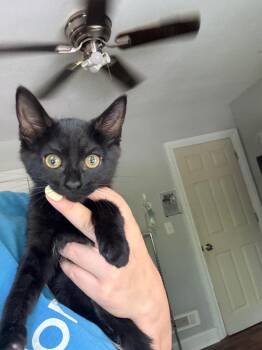 Jenny -  Domestic Short Hair Cat for Adoption in Cumming, Georgia - Jenny | PetCurious