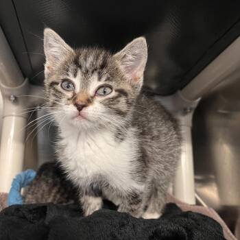 Domestic Short Hair Cats Available for Adoption in Mentor, Ohio - Hemlock | PetCurious