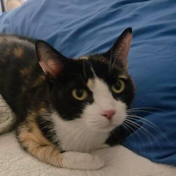 Domestic Short Hair Cats Available for Adoption in Kingman, Arizona - Mamma Bean | PetCurious