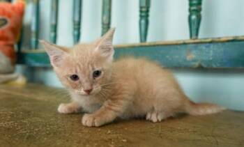 Domestic Short Hair Cats Available for Adoption in San Antonio, Texas - Cod | PetCurious