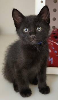 Felix -  Domestic Short Hair Cat for Adoption in Kalispell, Montana - Felix | PetCurious