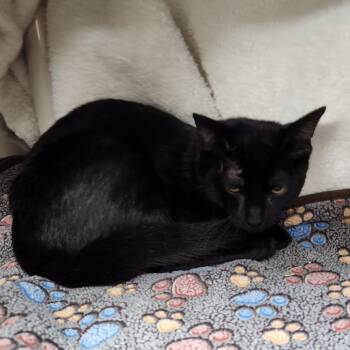 Marvin -  Domestic Short Hair Cat for Adoption in Walker, Michigan - Marvin | PetCurious