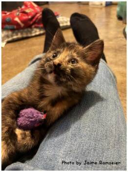 Almond -  Domestic Short Hair and Tortoiseshell Cat for Adoption in Oak Ridge, Tennessee - Almond | PetCurious