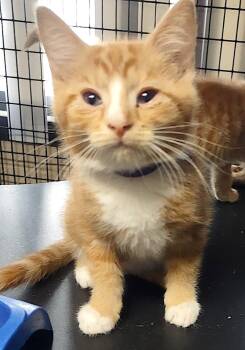 Gunner -  Domestic Short Hair Cat Available for Adoption in Albemarle, North Carolina - Gunner | PetCurious