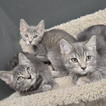 Johnny -  Domestic Short Hair Cat for Adoption in Buffalo, New York - Johnny | PetCurious