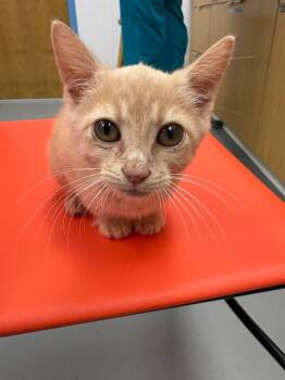 Buffy -  Domestic Short Hair Cat for Adoption in Hartsville, South Carolina - Buffy | PetCurious