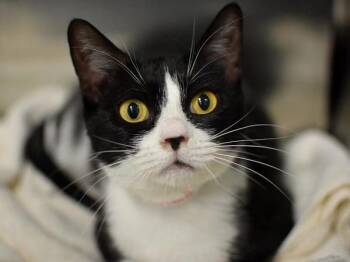 Princess Of Barkness -  Domestic Short Hair Cat for Adoption in Portland, Oregon - Princess Of Barkness | PetCurious