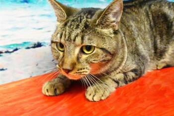Rescue Domestic Short Hair Cats for Adoption in Fort Lauderdale, Florida - VIENNA | PetCurious