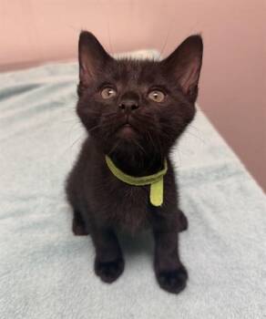 JESSE -  Domestic Short Hair Cat for Adoption in Leesburg, Virginia - JESSE | PetCurious