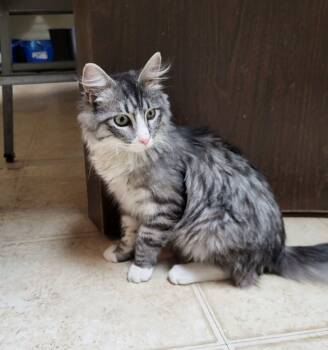 Rescue Domestic Medium Hair Cats for Adoption in Lodi, California - Wobbles | PetCurious