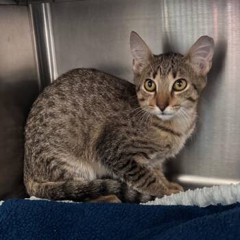 Mahi 29886 -  Domestic Short Hair and Bengal Cat for Adoption in Middleburg, Florida - Mahi 29886 | PetCurious
