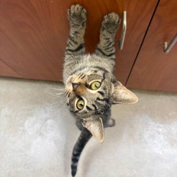 Dinglehopper -  Domestic Short Hair Cat for Adoption in York, Pennsylvania - Dinglehopper | PetCurious