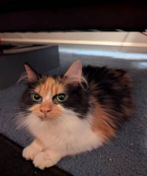 Rescue Domestic Long Hair Cats for Adoption in Calverton, Maryland - Jade | PetCurious