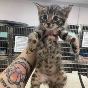 Maple -  Domestic Short Hair Cat for Adoption in Port Charlotte, Florida - Maple | PetCurious