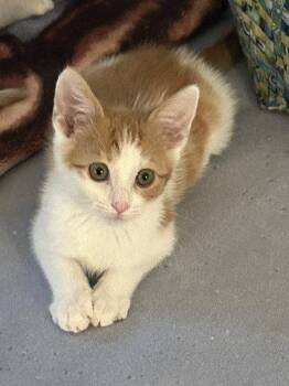 Ritz -  Domestic Short Hair Cat for Adoption in Candler, North Carolina - Ritz | PetCurious