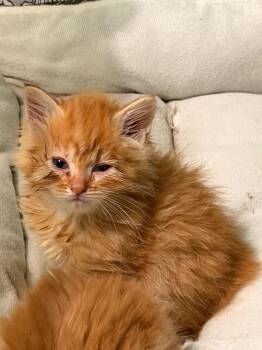El Paso -  Domestic Medium Hair Cat for Adoption in Newnan, Georgia - El Paso | PetCurious