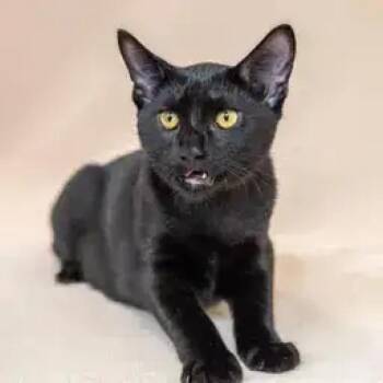 Domestic Short Hair Cats Available for Adoption - Reggie | PetCurious