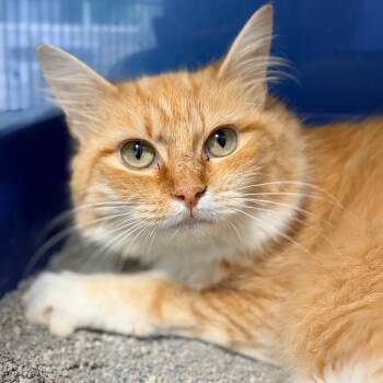 Ginger -  Domestic Medium Hair Cat for Adoption in Aldie, Virginia - Ginger | PetCurious