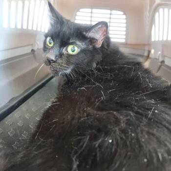 Tress -  Domestic Short Hair Cat for Adoption in Kingman, Arizona - Tress | PetCurious