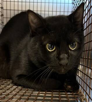 KIT KAT -  Domestic Short Hair Cat for Adoption in Houston, Texas - KIT KAT | PetCurious