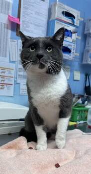 Domestic Short Hair Cats Available for Adoption - Xavier | PetCurious