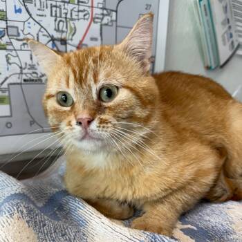 Bungalow -  Domestic Short Hair Cat for Adoption in Mankato, Minnesota - Bungalow | PetCurious