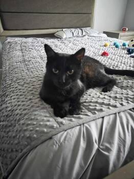 Adidas -  Domestic Short Hair Cat for Adoption in Milltown, New Jersey - Adidas | PetCurious