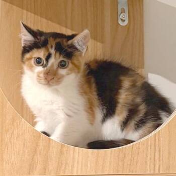 Kiwi -  Domestic Short Hair Cat for Adoption in Murfreesboro, Tennessee - Kiwi | PetCurious