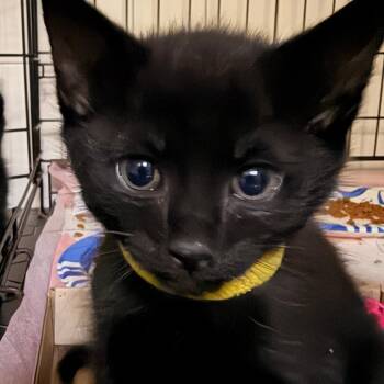 Mangosteen -  Domestic Short Hair Cat for Adoption in Durham, North Carolina - Mangosteen | PetCurious